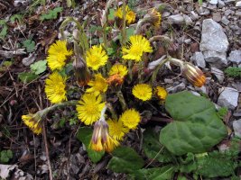 Tussilago farfara (Eztul belarra) Sarako leize gainean