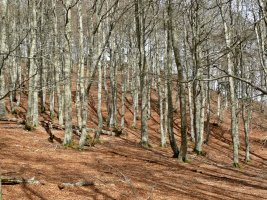 Pagadia Tontor Azpian