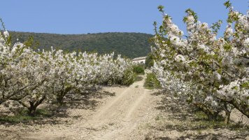 Ermitarako bidea, Etxarritik abiatuta, gereziondoz inguratua