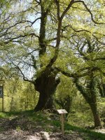 Zentinela Zudaire aldean