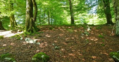 Bidakorriko lepoa C2 harrespila