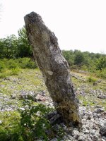 Bretxagaña zutarria