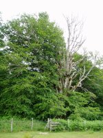 Ama Birjinaren pagoa