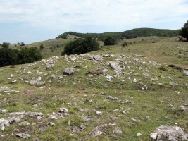 Santa Marina trikuharria