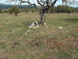 PEDROTXIKI 3 tumulua