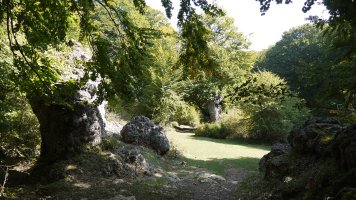 17: Harrizko basoan barrena