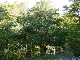 Otsaportilloko hagina 