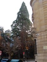 Sequoiadendron giganteum Iruñan