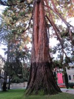 Sequoiadendron giganteum Iruñan