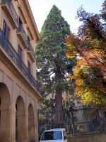 Sequoiadendron giganteum Iruñan