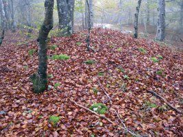 Ekaiza tumulua, Urbasa