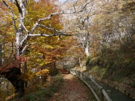 Zirauntzaren iturbururako bidea