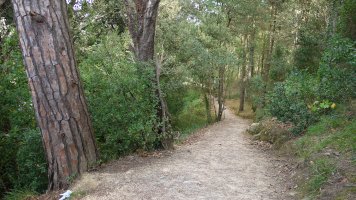 Errioaren bazterreko bidea basoan barrena