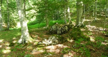 Mozkordiko trikuharria