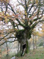 Holako aritz zahar ugari dauka gainean