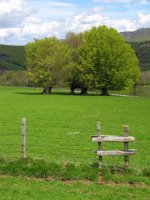 Hesia eta pagoak Uitzi aldeko larrean