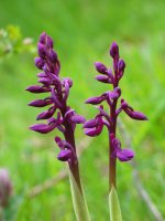 Loratzen hasitako orkidea