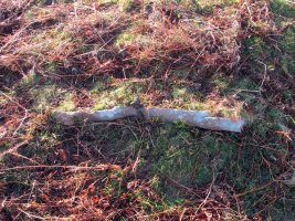 Usatuita 2 trikuharria