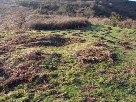 Usatuita 2 trikuharria