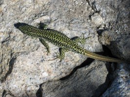 Muskerra eguzkitan berotzen