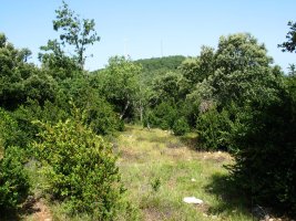 Tontorra Mko lepotik