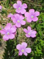 Linum viscosum, bide bazterrean