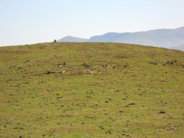 Mataria harrespila 1