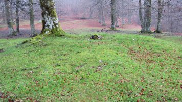 Petilarre trikuharria