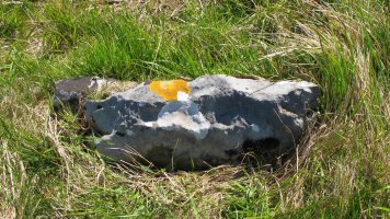 Olarteta trikuharria