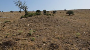 Poken tumulua, Andia