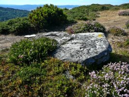 Urkitzako Lepoa. Trikuharria
