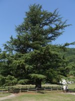 Bertziko zedroa, Oieregi