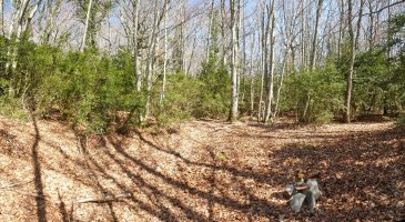 Buzoiak dauden tokia