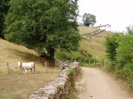 Gorostapalotik datorren bidea