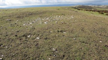 Escalaborro tumulua, Andia