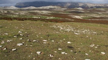 Escalaborro tumulua, Andia