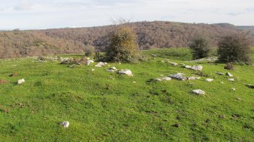 Izpia tumulua, Andia