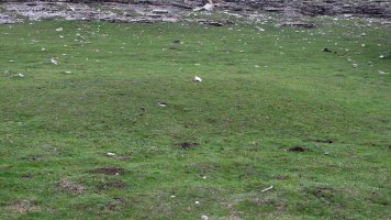 Pokapena tumulua, Andia