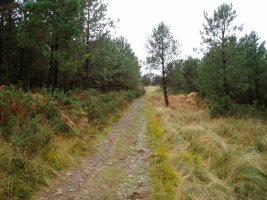 Garbolara iparraldetik gerturatzen den bidea