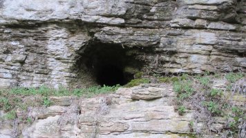 Usaleze leizea, Andia