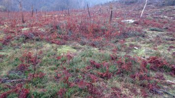 La Plana harrespila, Azkaine