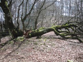 Dólmen Aitxu con una haya caída encima