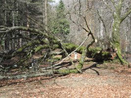 Dólmen Aitxu y Dólmen Praalata