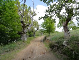 Harizti zaharra, Saiberriko bidean