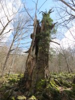 Quercus petraea x Quercus humilis