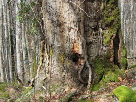 Quercus petraea x Quercus humilis