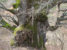 Quercus faginea Lam.