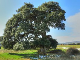 Quercus ilex