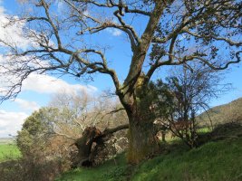 Quercus faginea Lam.