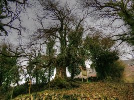 Quercus faginea Lam.